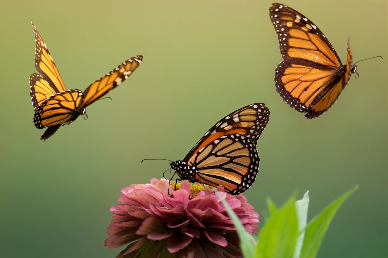 Creating a Butterfly Haven: How to Attract Butterflies to Your Garden